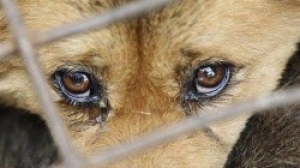 Поліцейські Теребовлянщини розслідують факт жорстокого поводження з твариною