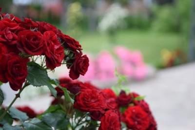 У парку на Тернопільщині розквітли майже дві сотні кущів троянд (фотофакт)