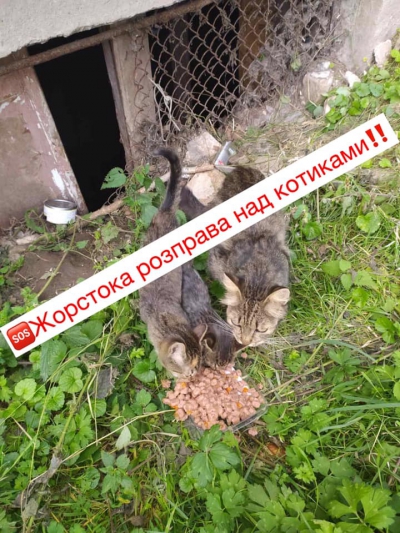 Тернополян просять допомогти відшукати живодера, який закатував кошенят (фото 18+)