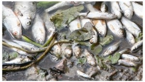 На Тернопільщині масово гине риба
