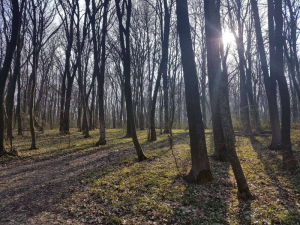 У лісі неподалік Тернополя знайшли непритомними двох дітей