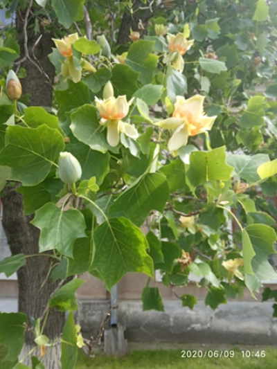 На Тернопільщині зацвіло тюльпанове дерево (фото)