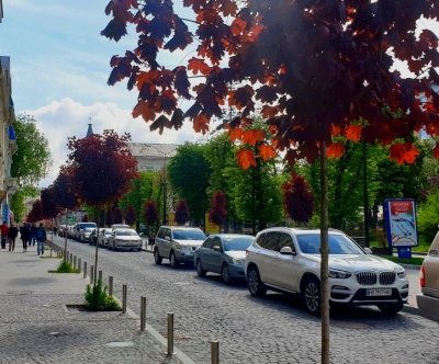 На вулиці В. Чорновола у Тернополі повторно висадили 15 червонолистих кленів