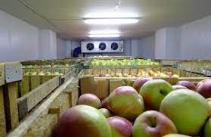 На Бучаччині будують холодильний комплекс для зберігання фруктів та овочів