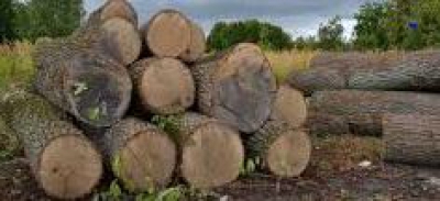 «Зборіврайагроліс» сплатить 300 000 грн шкоди, завданої незаконною вирубкою дерев