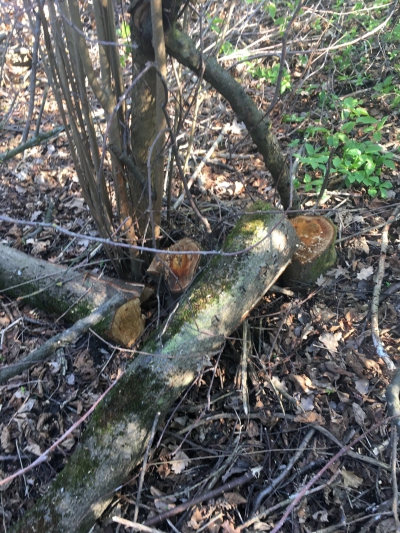 На Тернопільщині чоловік незаконно нарізав дерев на 37 000 гривень