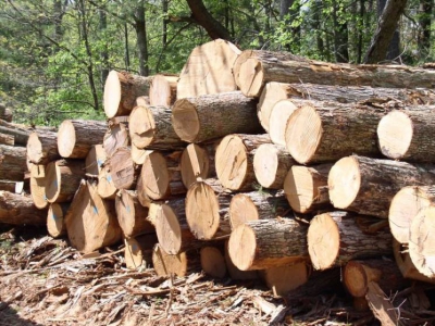 За зрубані дерева на території парку «Дністровський каньйон» судитимуть двох мешканців Тернопільщини