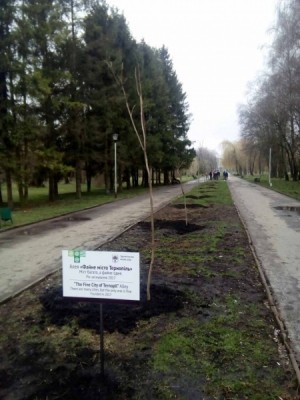 У Тернополі на одну висаджену алею більше