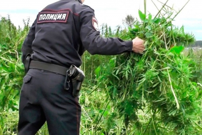 На Тернопільщині задокументували 42 факти незаконного вирощування нарковмісних рослин