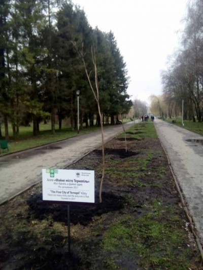 Цього тижня у Тернополі висадять алею