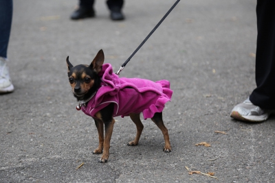 В джинсах та сукнях: у Тернополі домашні тварини вийшли на костюмований парад