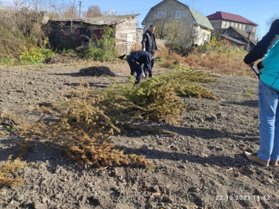 На території Тернопільської громади виявили незаконний посів конопель