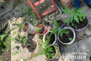 Ферму з вирощування коноплі викрили правоохоронці на Тернопільщині