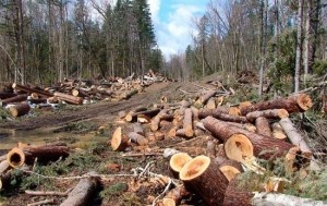 Житель Тернопільщини незаконно вирубував дерева