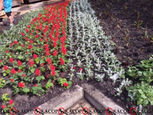 У Тернополі барвистими квітами висаджують клумби (фото)