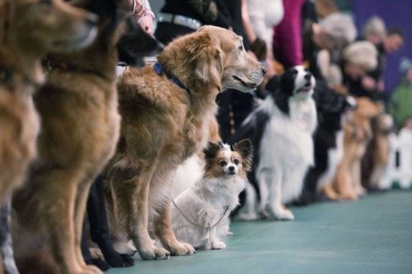 У Тернополі буде виставка безпородних собак