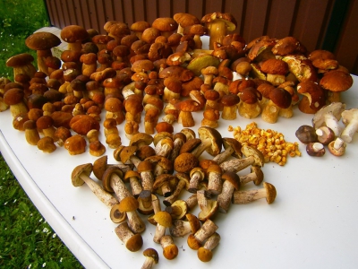На Тернопільщині – щедрий врожай грибів (фотофакт)