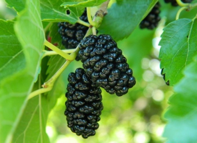 Тернополяни, літні ягоди мають лікувальні властивості