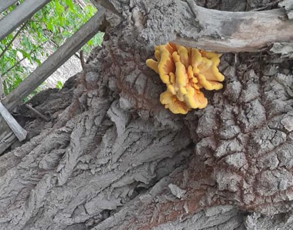 На Тернопільщині знайшли велетенський гриб (фотофакт)