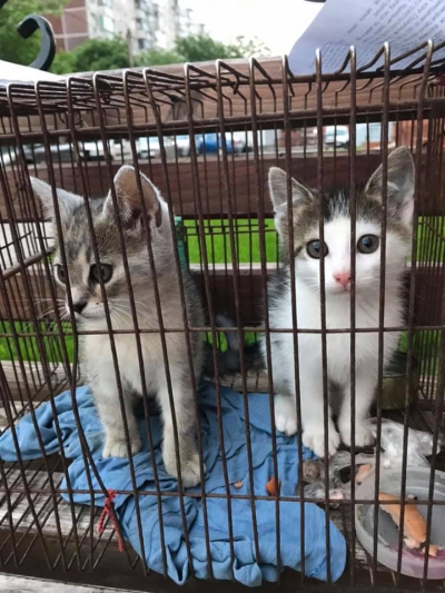 У Тернополі кошенят у клітці викинули на вулицю (фото, відео)