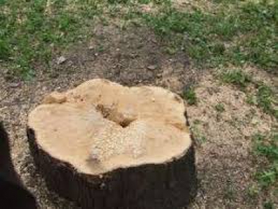 На Тернопільщині незаконно зрубували дерева