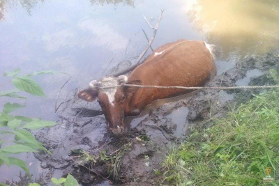 На Тернопільщині рятували корову, яка не могла вибратися з намулу річки