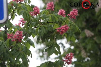 У Тернополі вже цвітуть рожеві каштани (фото)