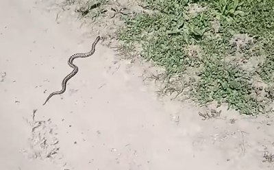 У Коропці на Тернопільщині помітили змію (відео)