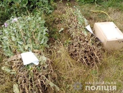 Рекордні посіви маку виявили поліцейські у мешканок Тернопільщини