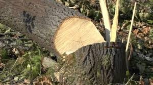 На Тернопільщині зрізали дерев на мільйон гривень