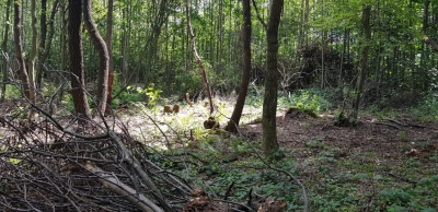 На Тернопільщині судитимуть чоловіка, який незаконно зрубав дерева в ландшафтному парку