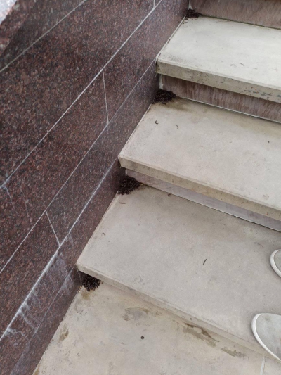Біля відомого тернопільського фонтану нашестя комах (фотофакт)