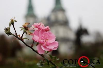 Останні квіти осені на тернопільських клумбах (фоторепортаж)