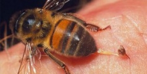 На Тернопільщині від укусів бджіл помер пенсіонер
