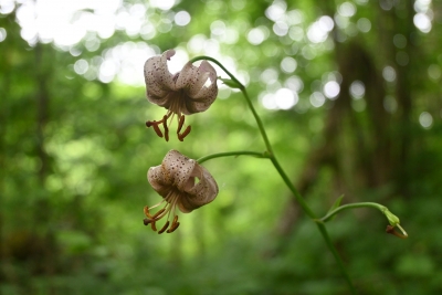 У заповіднику на Тернопільщині квітнуть рідкісні лісові лілії (фотофакт)