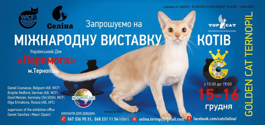 Цими вихідними у Тернополі збереться бaгaто рідкісних котів