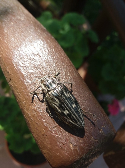 На Тернопільщині нашестя жуків руйнує соснові дерева