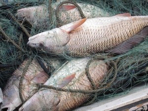 На Тернопільщині працівники рибоохоронного патруля виявили за один день п&#039;ять порушень