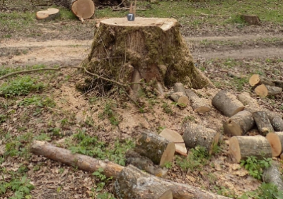 Головний лісничий держпідприємства на Тернопільщині видав дозвіл на незаконну вирубку 105 дерев