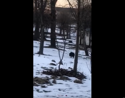 У місті на Тернопільщині парком бігала свиня (відео)
