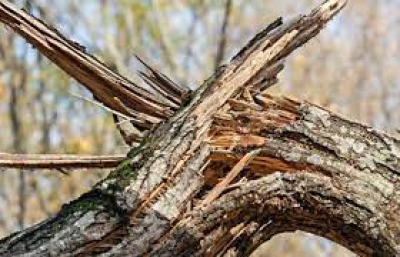 У лісі на Тернопільщині дерево вбило 29-річного чоловіка