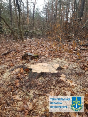 Мешканця Тернопільщини судитимуть за незаконну порубку дерев