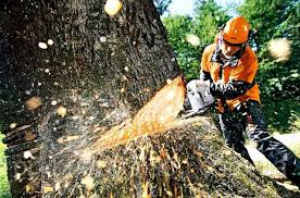 Незаконну порубку лісу задокументували працівники поліції Тернопільщини