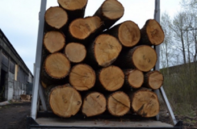 Двом мешканцям Борщова інкримінують незаконну порубку дерев