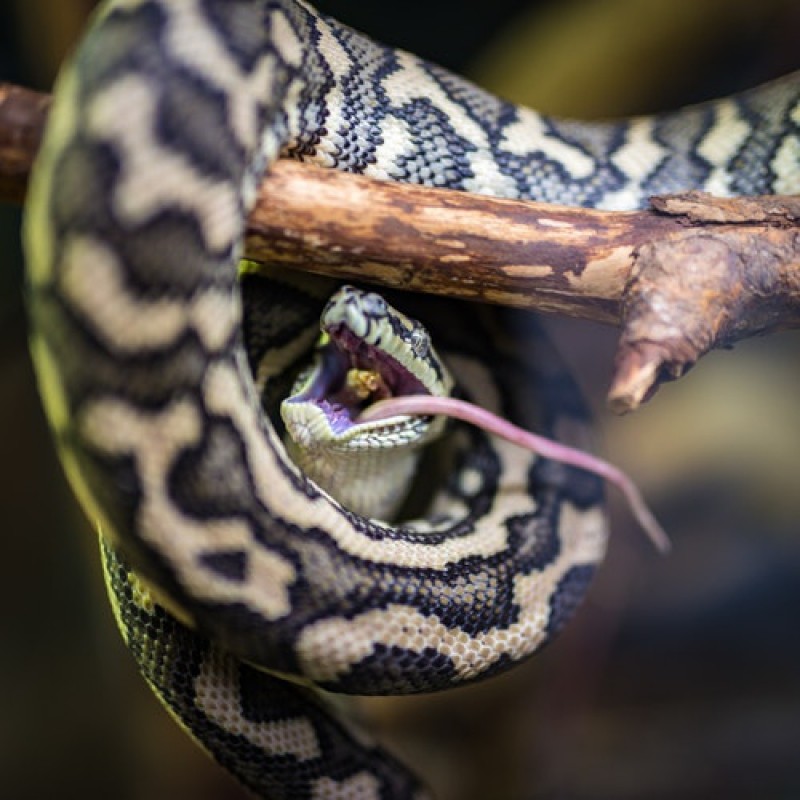 Які змії на Тернопільщині є найнебезпечнішими?