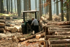 На Тернопільщині незаконно вирубали лісу на 2 мільйони