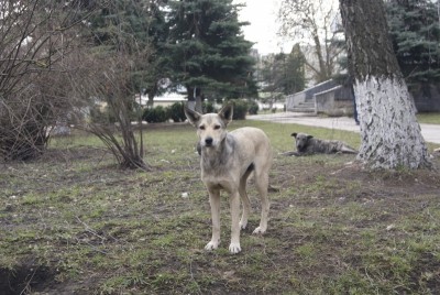 Що роблять у Тернополі з бродячими собаками