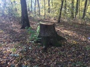 На Тернопільщині судитимуть лісника, який незаконно зрубував дерева