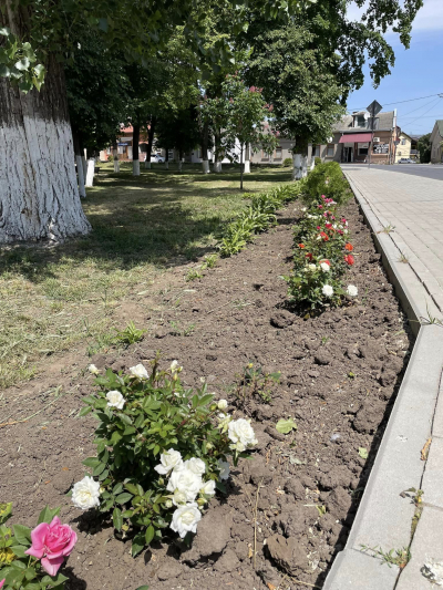 На Тернопільщині невідомі вкрали квіти з міської клумби (фотофакт)