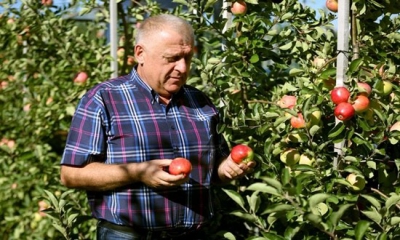 У садах Петра Гадза вже збирають перший врожай яблук